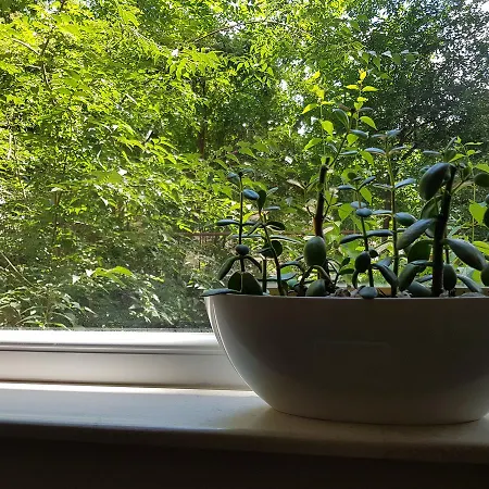 Downtown Garden Nest Appartement