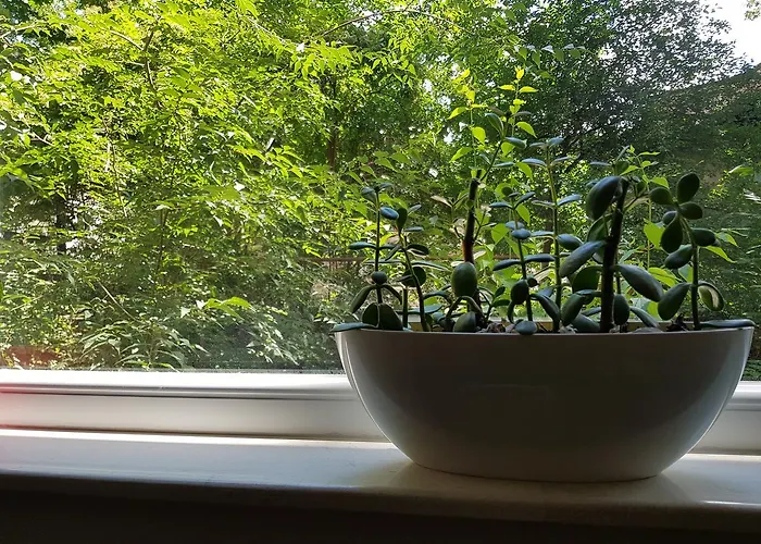 Downtown Garden Nest Апартамент